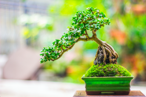 4 Cara Memilih Pohon Bonsai Yang Baik dengan Simpel